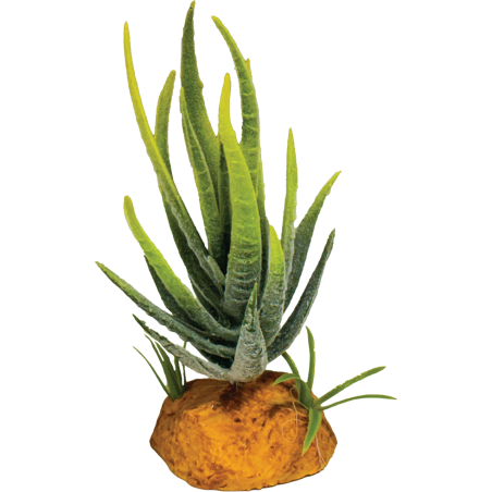 Repto Plante aloe verte 6x6x12cm