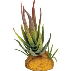 Plante terrarium aloe pointe rouge 6x6x12cm