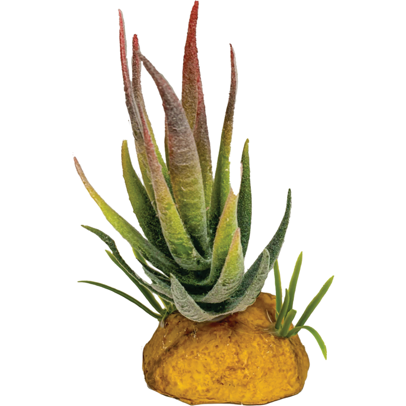 Plante terrarium aloe pointe rouge 6x6x12cm