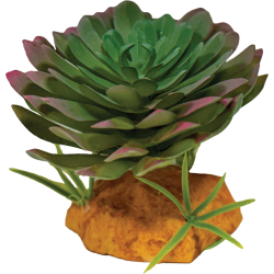 Repto Plante Echeveria 10x10x9cm