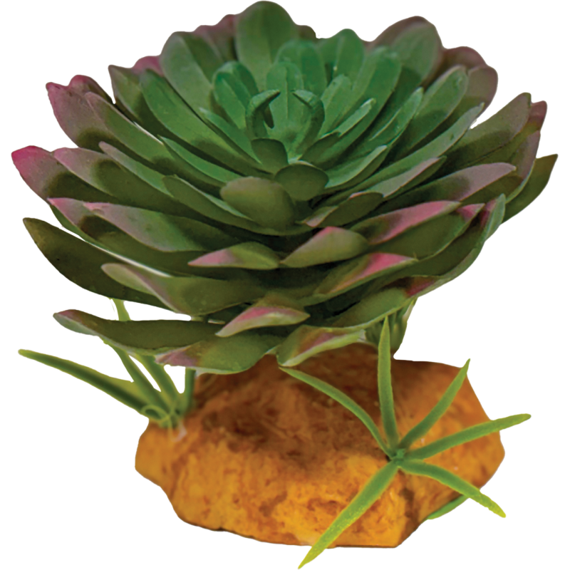 Repto Plante Echeveria 10x10x9cm