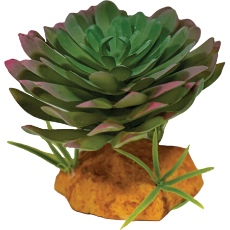 Repto Plante Echeveria 10x10x9cm