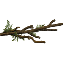 Branche XL  terrarium 57x27x16cm