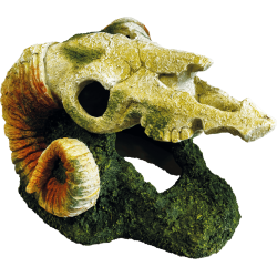 Décoration terrarium goat skull  28x23x18cm