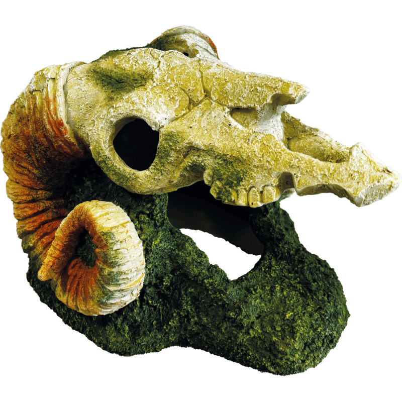 Décoration terrarium goat skull  28x23x18cm