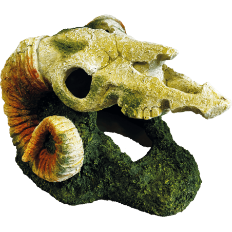 Décoration terrarium goat skull  28x23x18cm