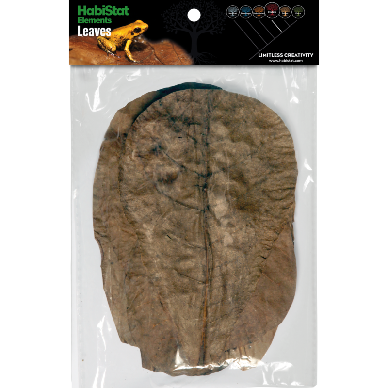 Feuilles de Catappa x10 aquarium terrarium tropical