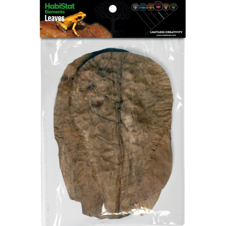 Feuilles de Catappa x10 aquarium terrarium tropical