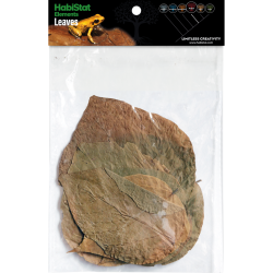 Feuilles de Dadap x10 pour aquarium et terrarium tropical