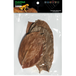 Feuilles de Jacquier x10 pour aquarium et terrarium pas cher