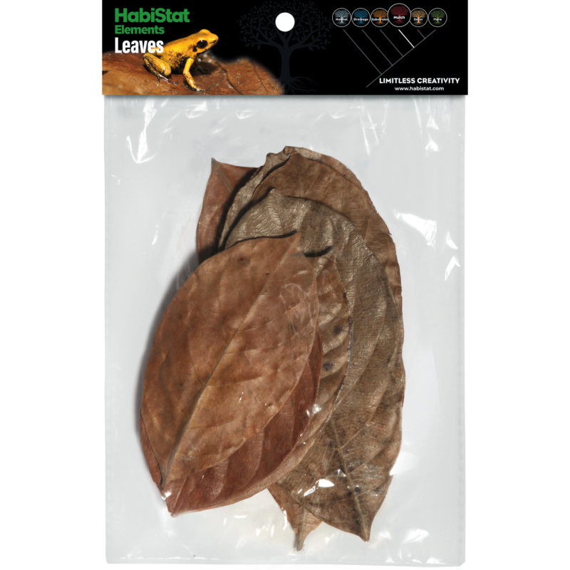 Feuilles de Jacquier x10 pour aquarium et terrarium pas cher