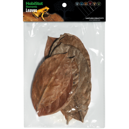 Feuilles de Jacquier x10 pour aquarium et terrarium pas cher