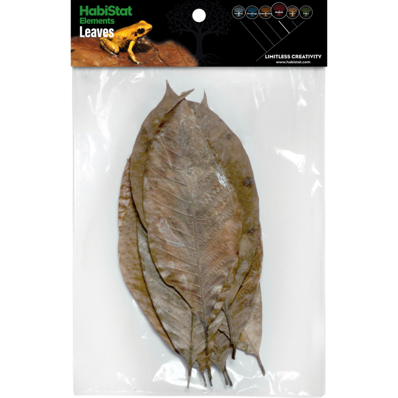 Feuilles de Caoutchouc x10 pour terrarium tropical pas cher
