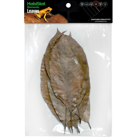 Feuilles de Caoutchouc x10 pour terrarium tropical pas cher