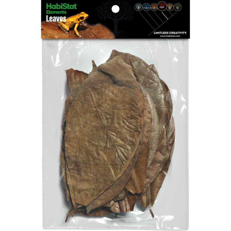 Mélange de Feuilles x30 pour terrarium tropical vente en ligne