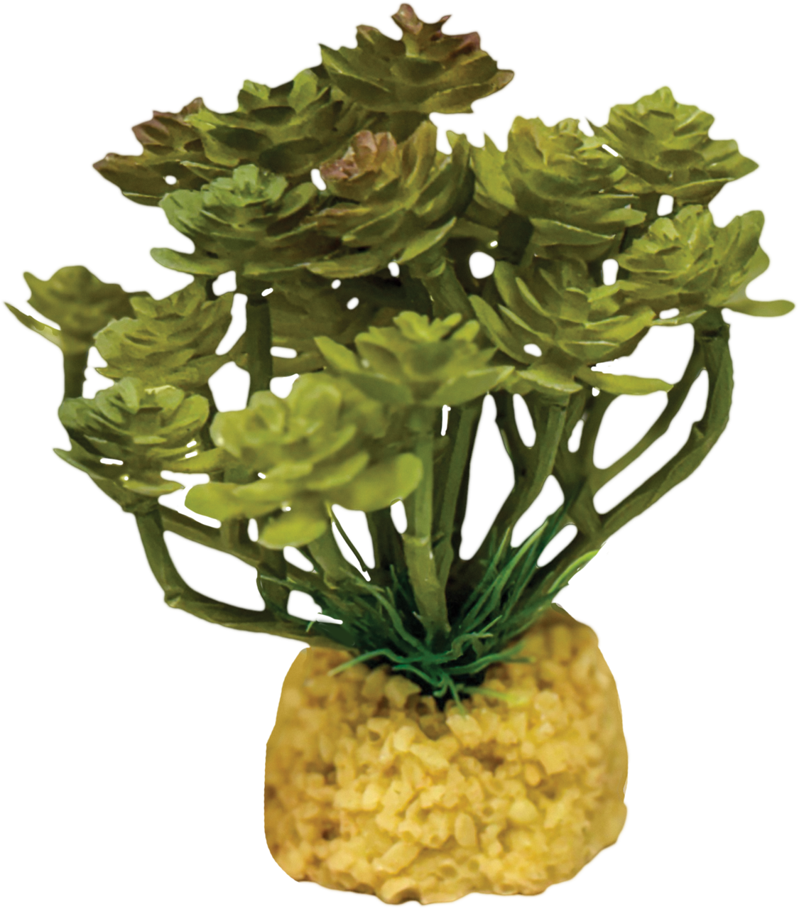 Plante decorative terrarium